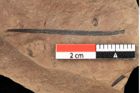 Foto (Detailansicht) von Pinus oceanines Unger (NHMW-GEO-2024-0188-0297)